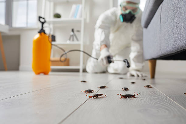 Commercial Rodent Management in Pine Air
